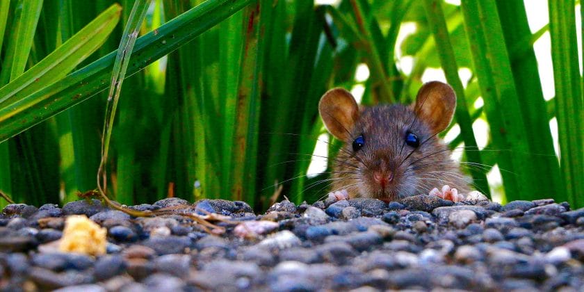 Come allontanare velocemente i topi da case e giardini senza ucciderli con  questi 4 trucchi facilissimi