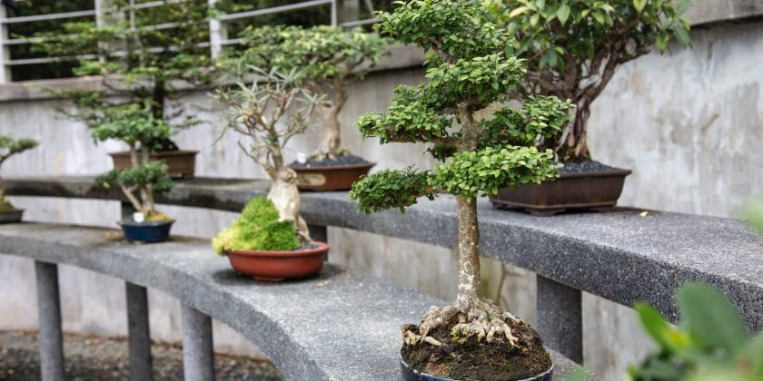 Altro che ficus e acero, ecco il bonsai da interno elegante e facile da  coltivare consigliato dai migliori vivaisti
