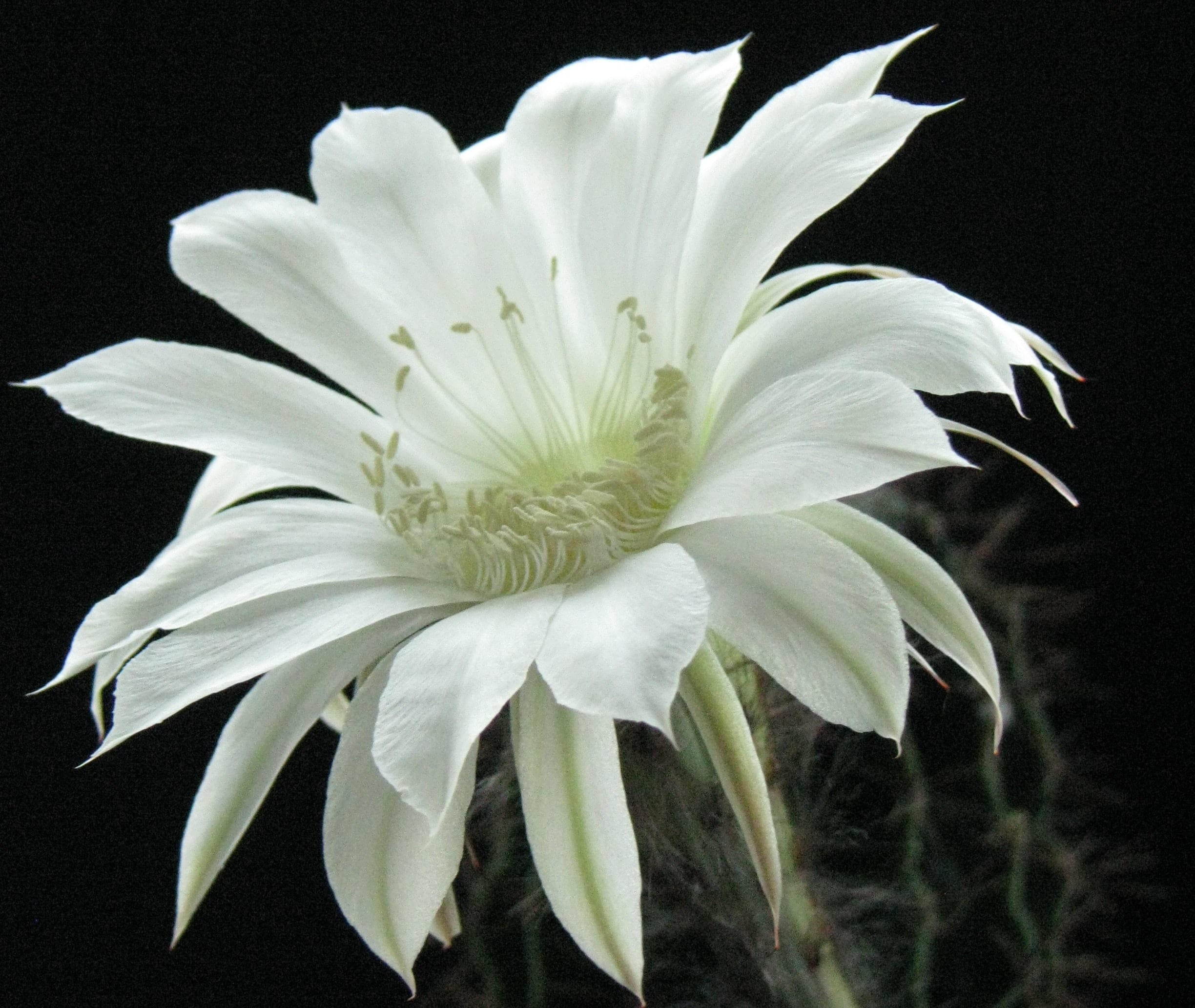 Cereus peruvianus