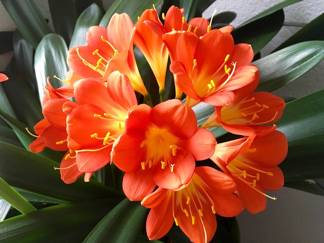 clivia
