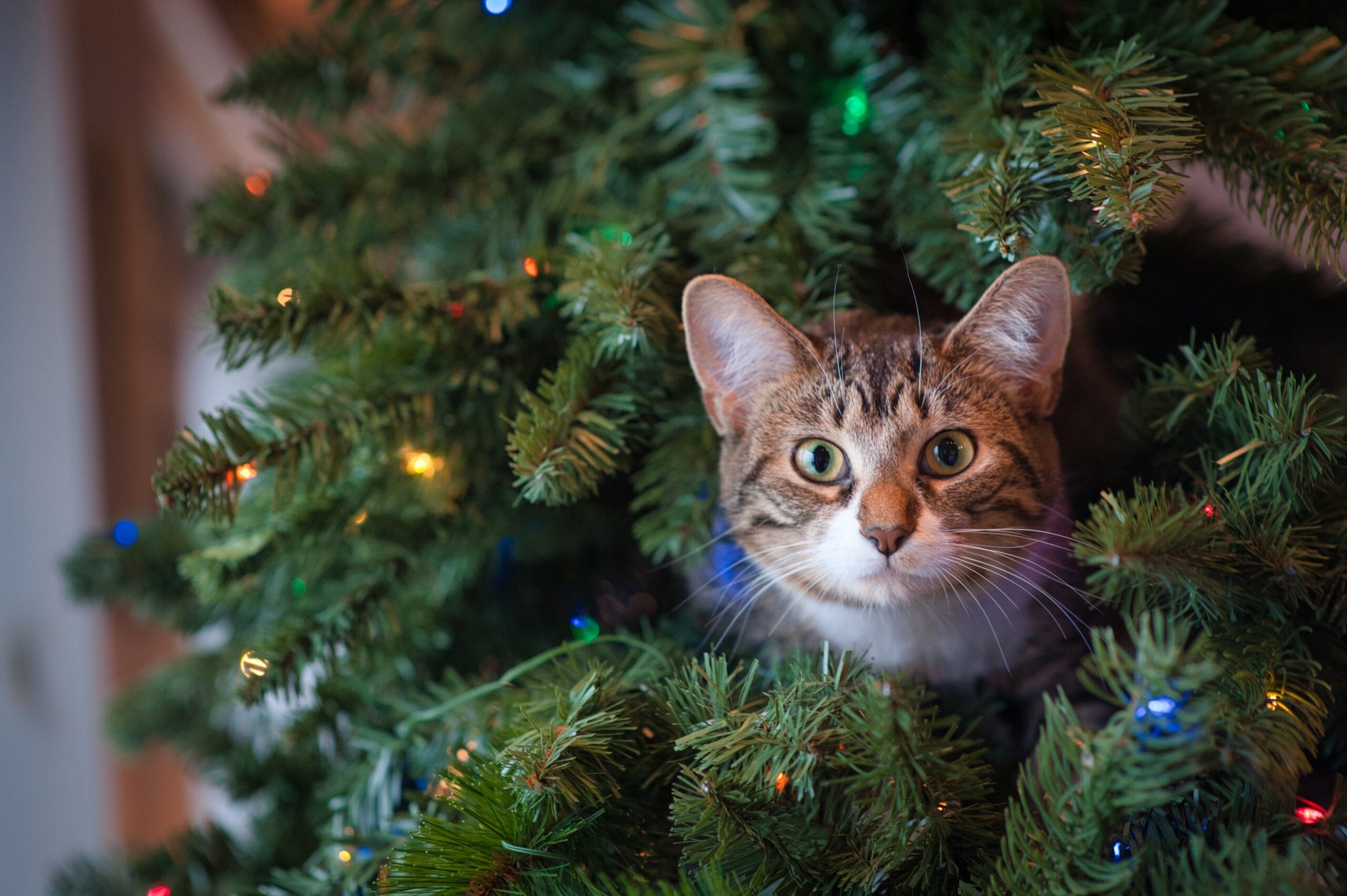 gatto e albero di Natale