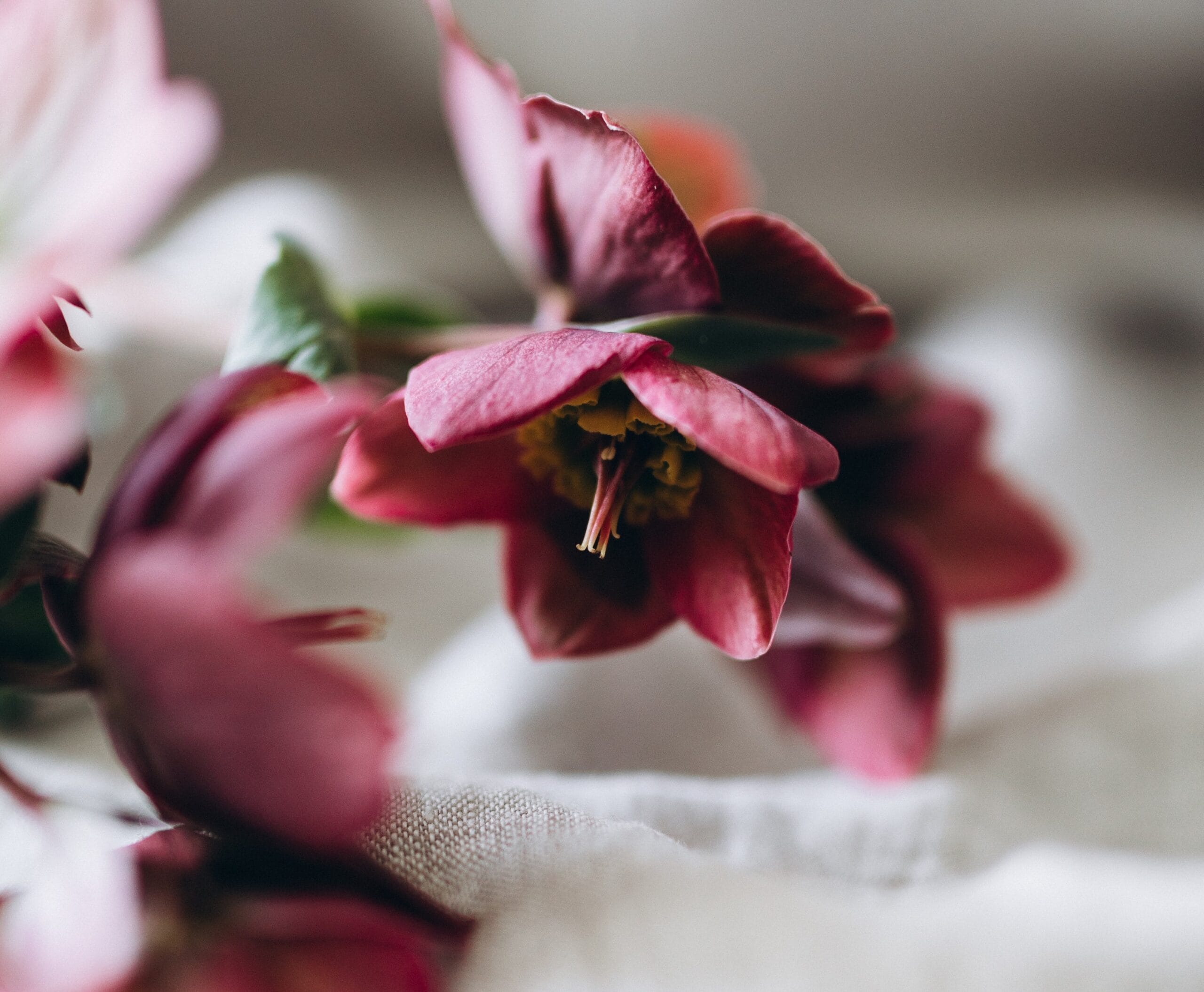 pianta dell'Helleborus