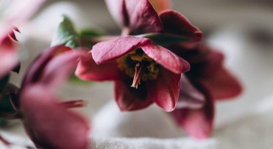 pianta dell'Helleborus