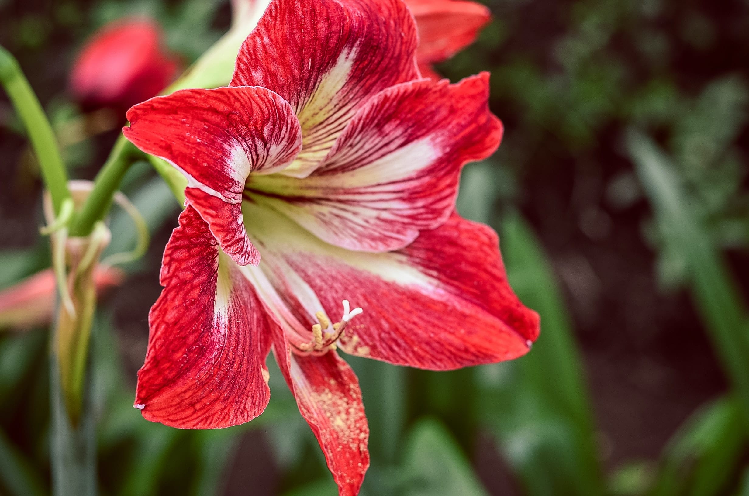 pianta Hippeastrum vittatum