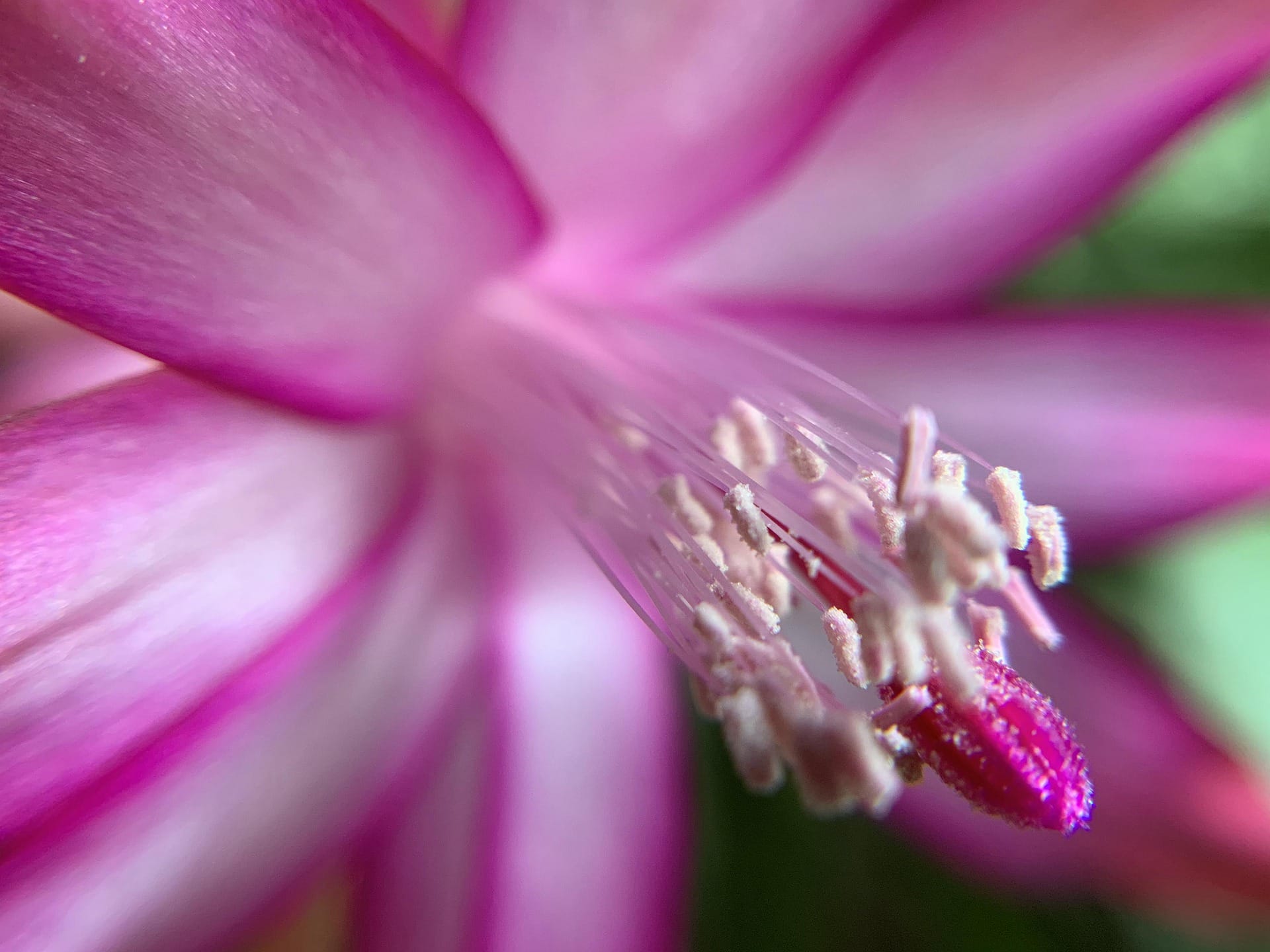 Schlumbergera cactus