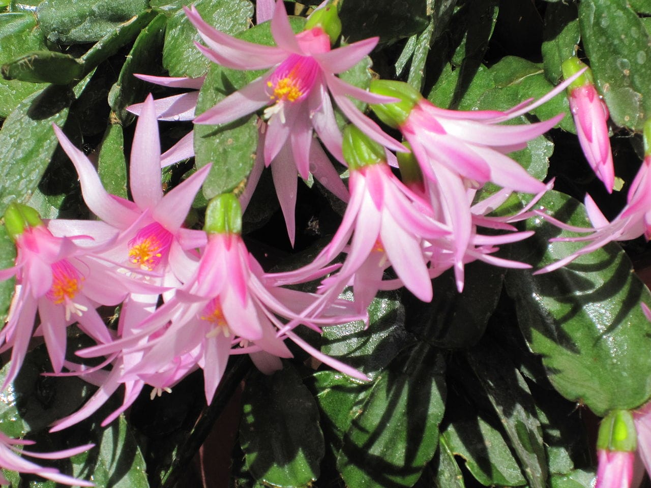 schlumbergera