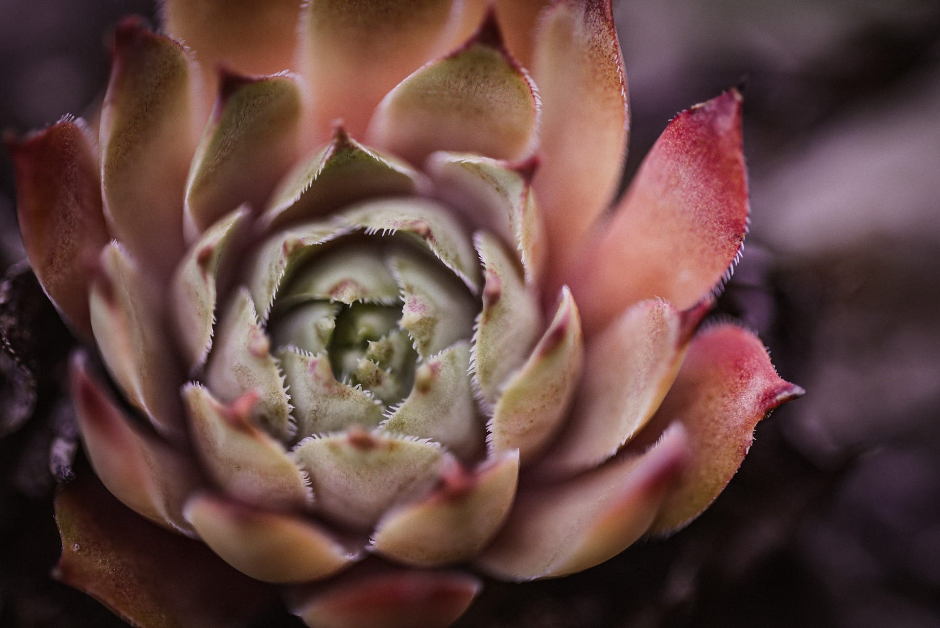 Sempervivum