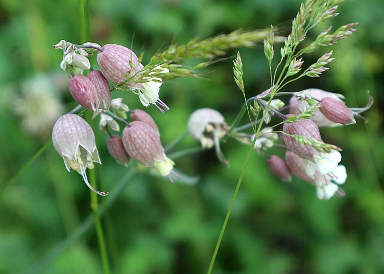 silene vulgaris
