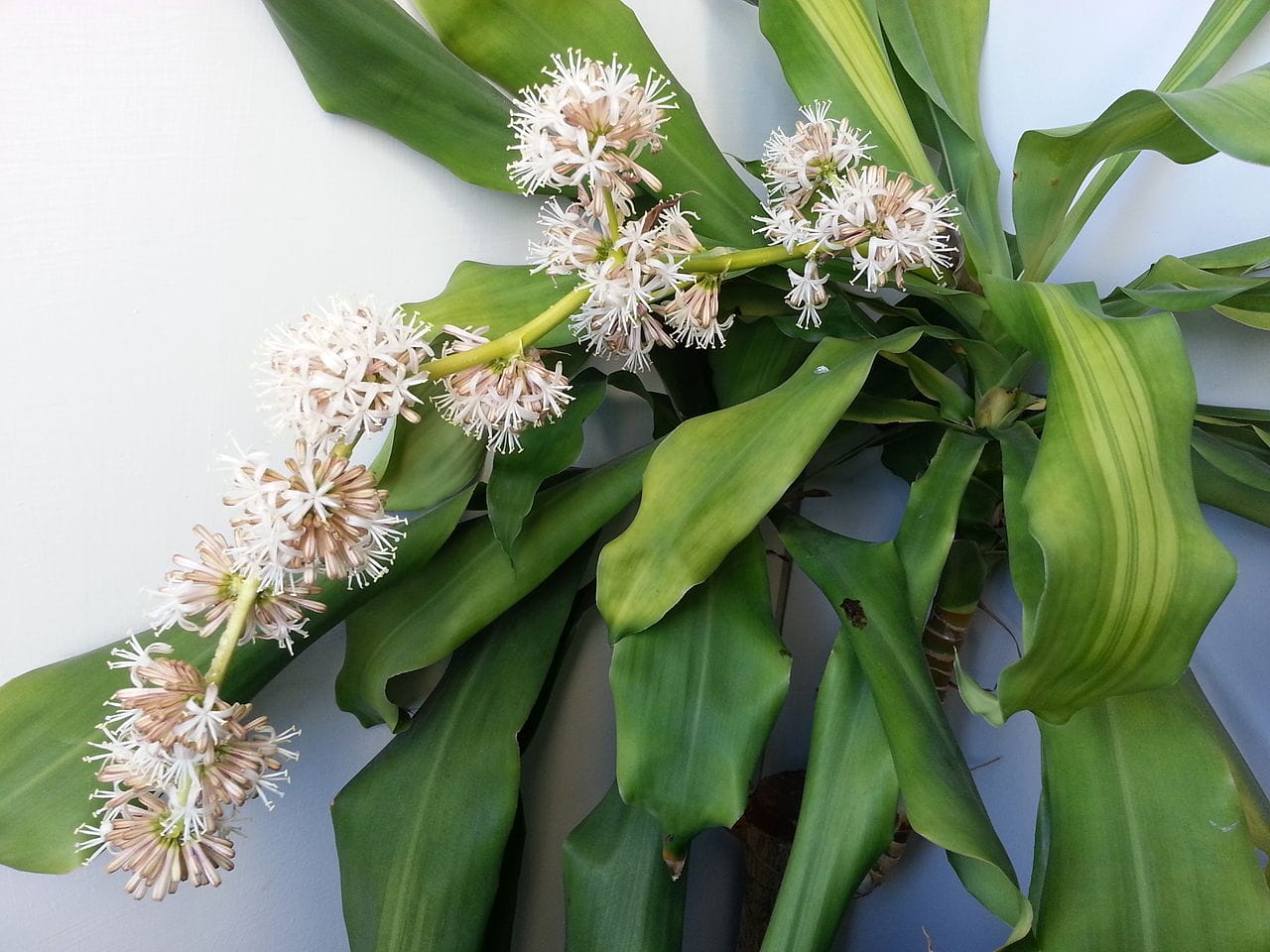 tronchetto felicità