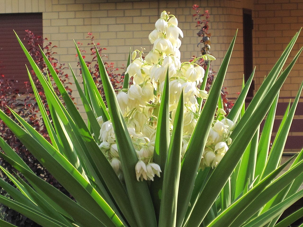 yucca