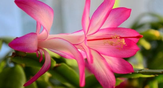 Schlumbergera