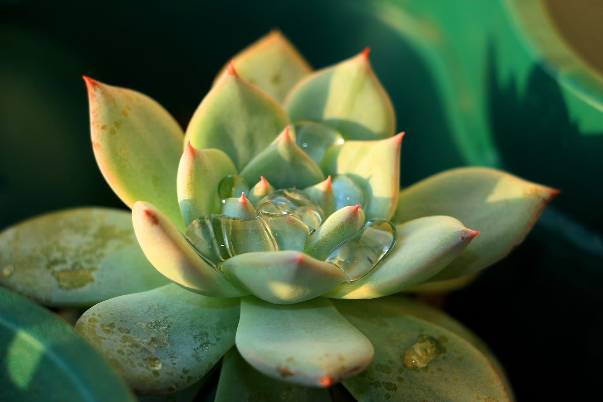 echeveria