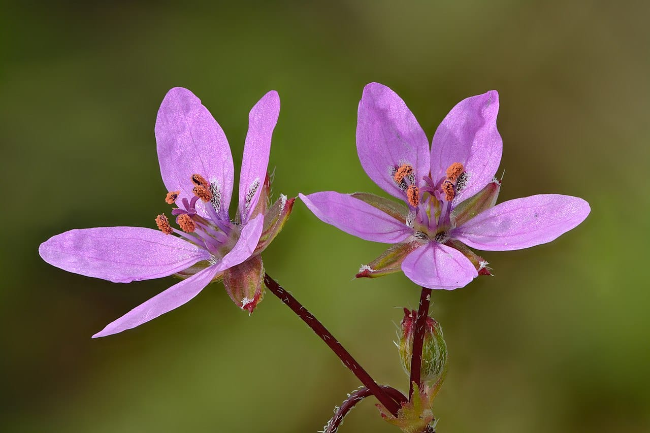erodium