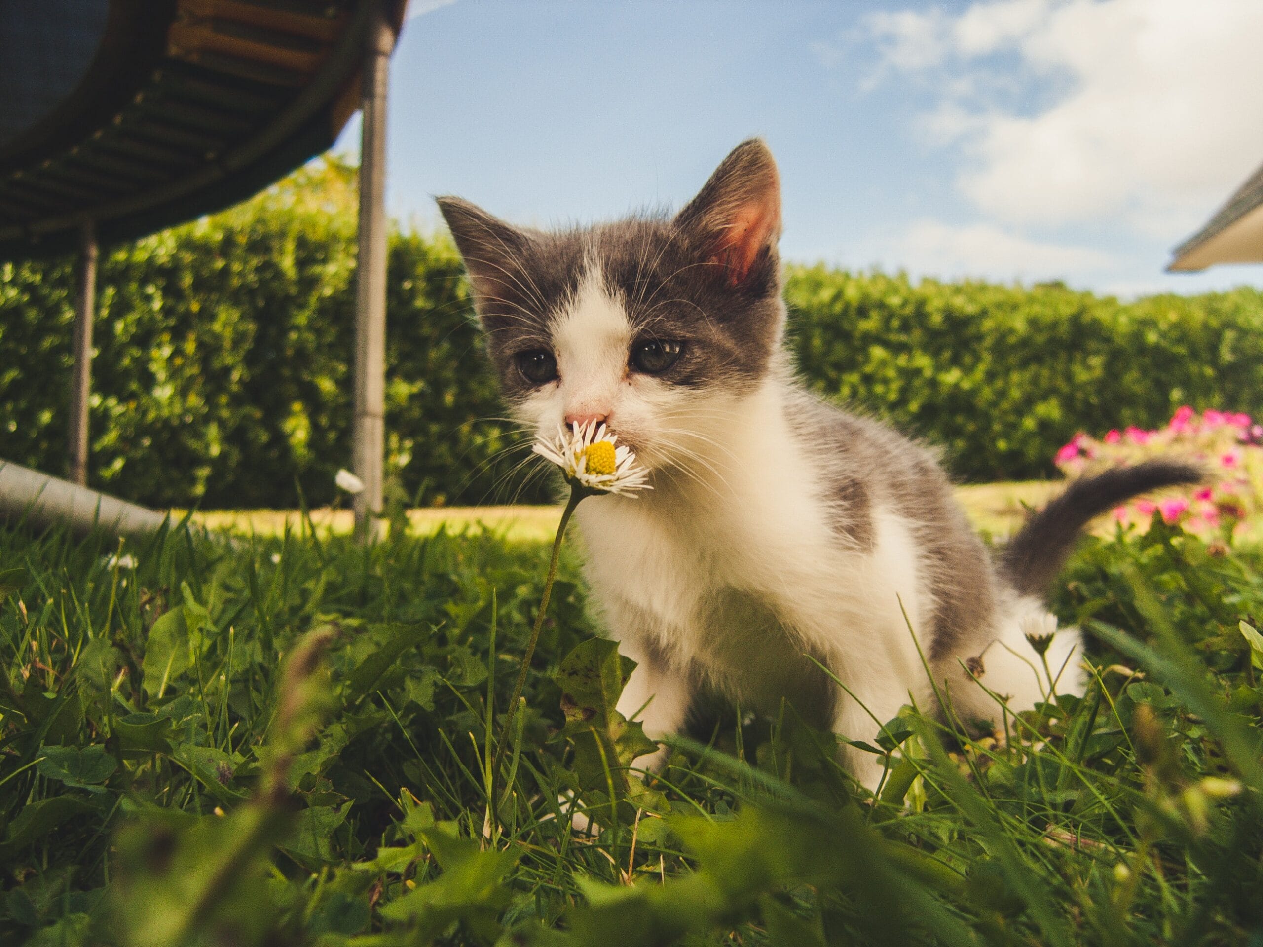 Per allontanare velocemente i gatti dai vasi in giardino e piante dell'orto  bastano questi semplici rimedi