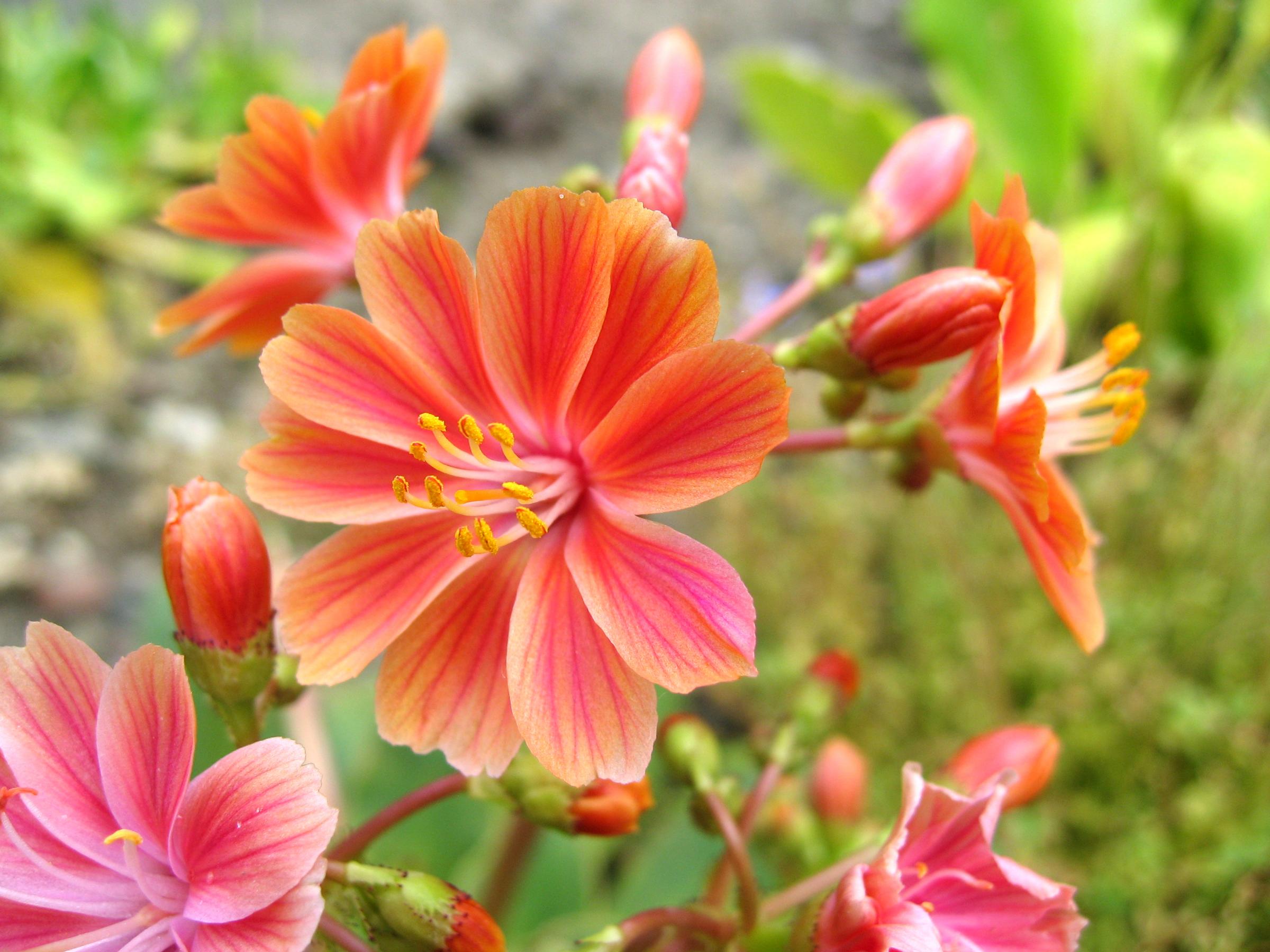 pianta della Lewisia
