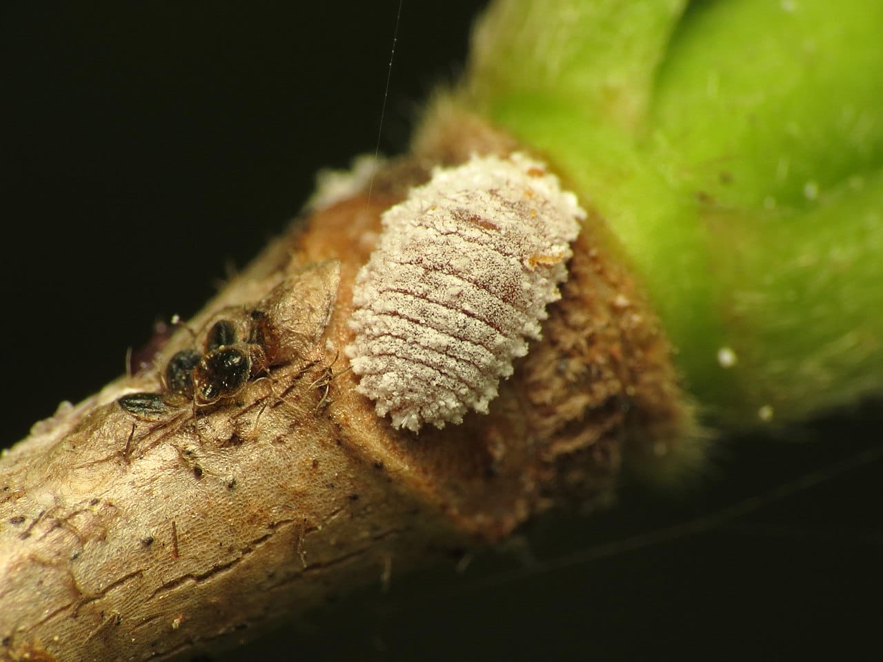 cocciniglia cotonosa
