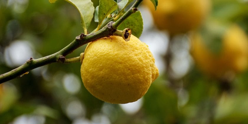Questo insetticida biologico non solo elimina la cocciniglia dal limone ma  anche acari e ragnetti rossi da piante e alberi da frutto