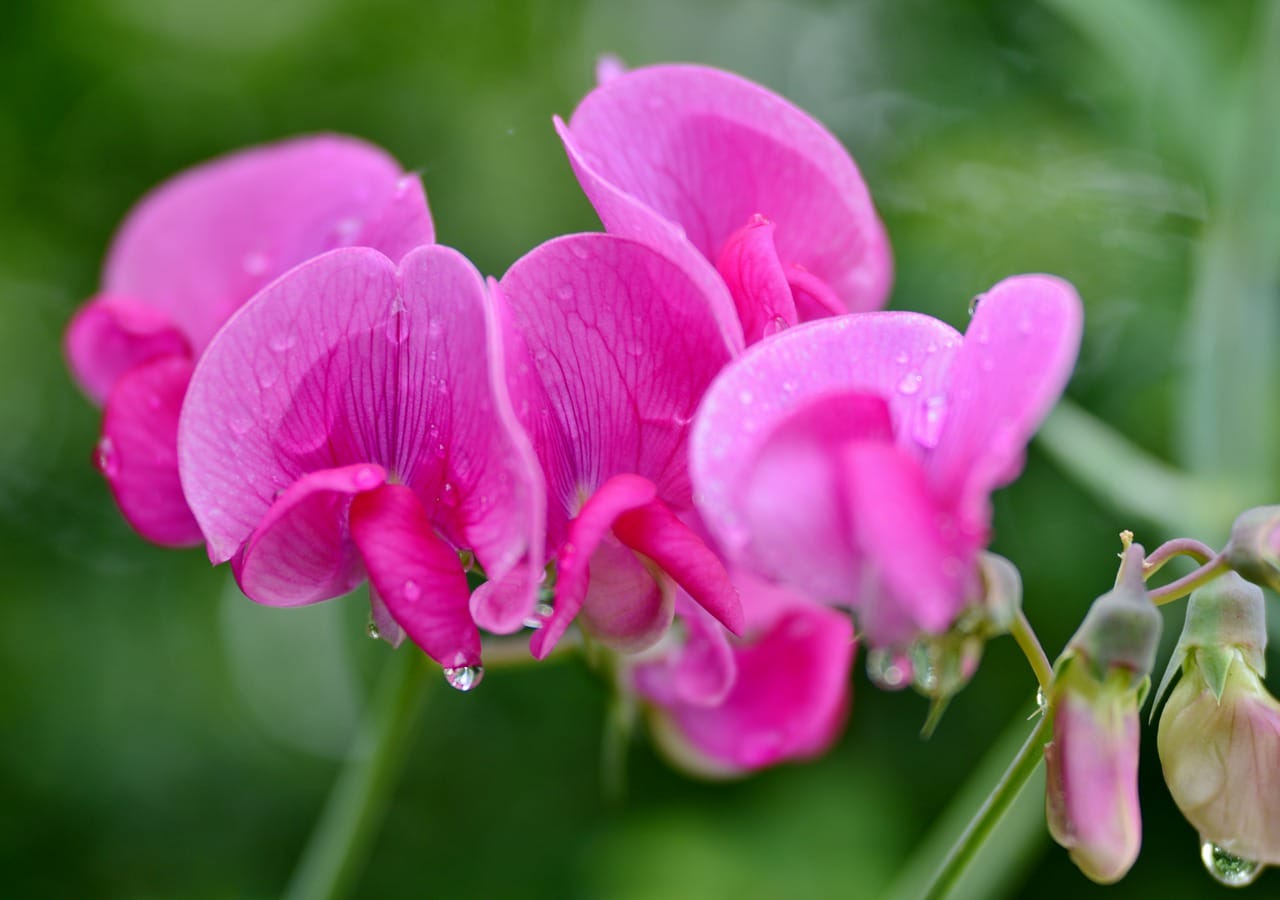 Lathyrus