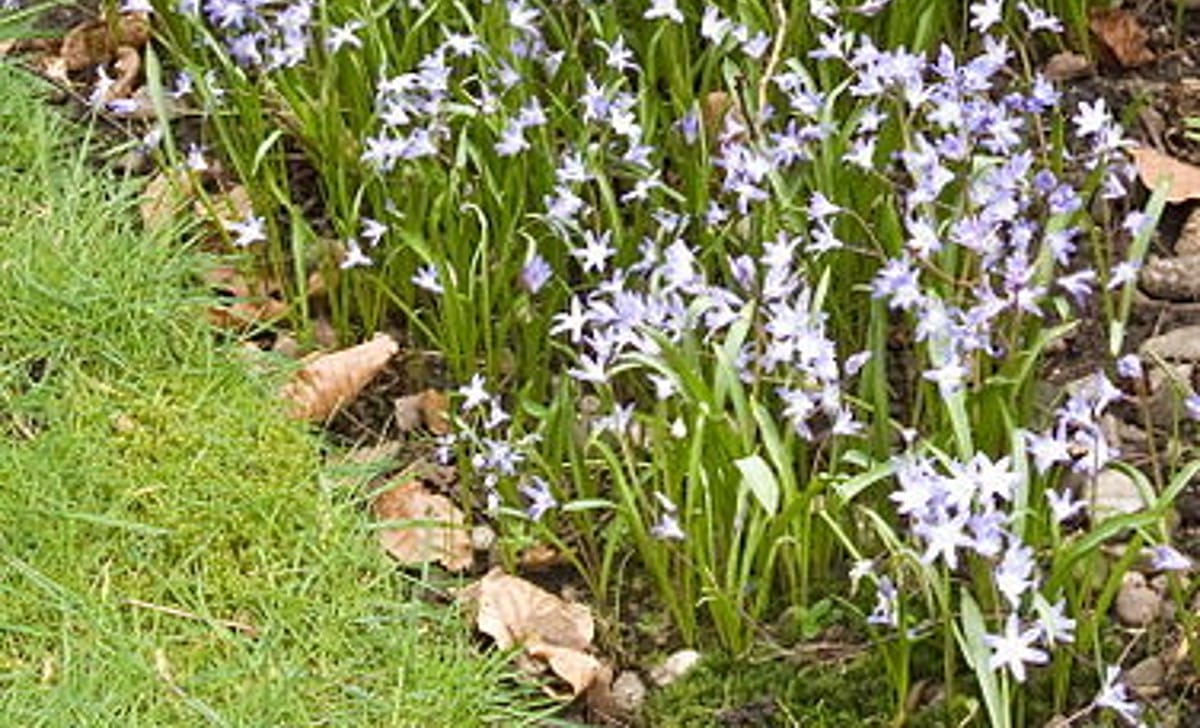 chionodoxa