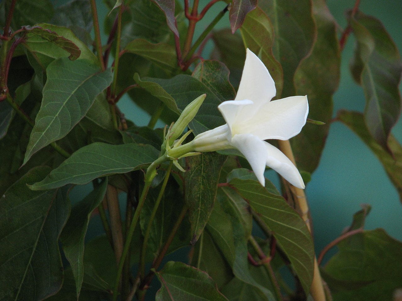 mandevilla laxa