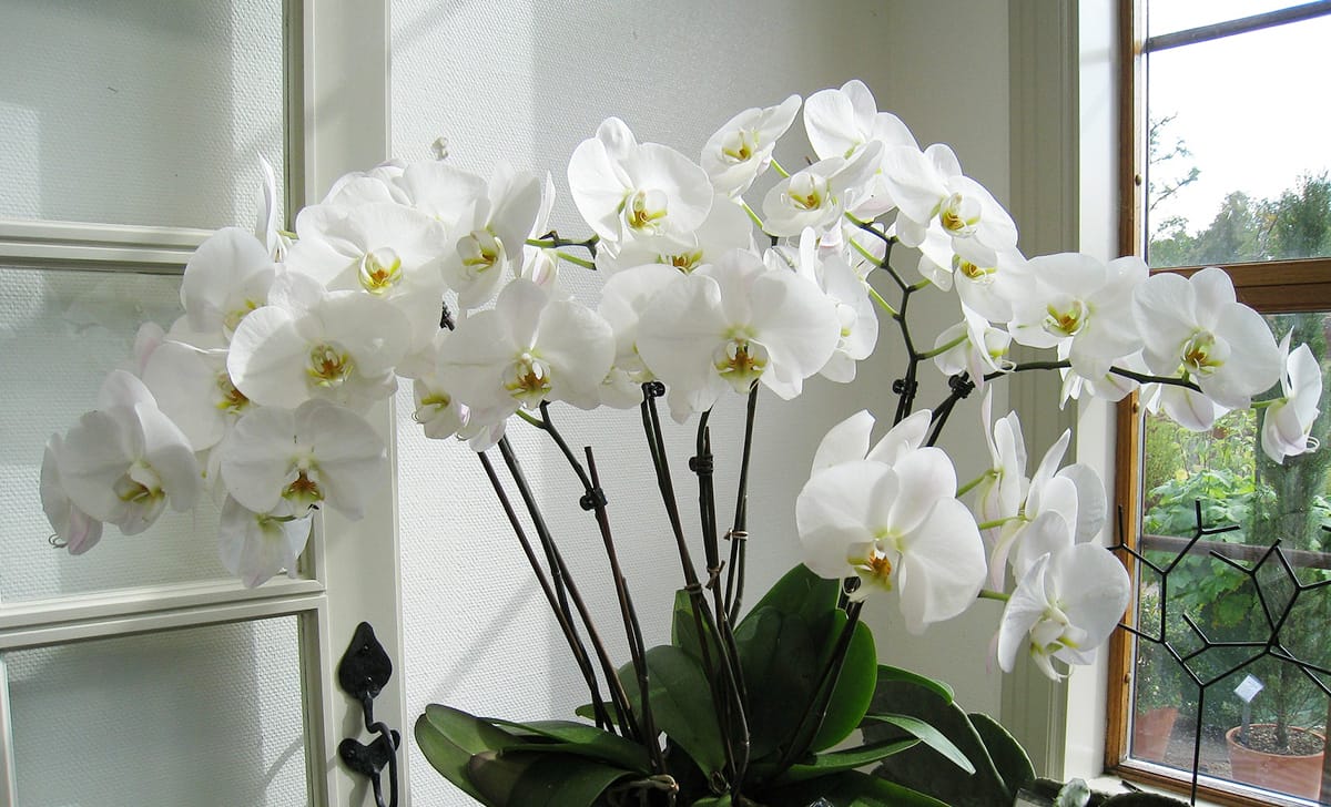 orchidea