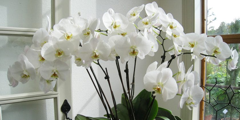 Lo sapevi che avere in casa un'orchidea può cambiarti la vita?