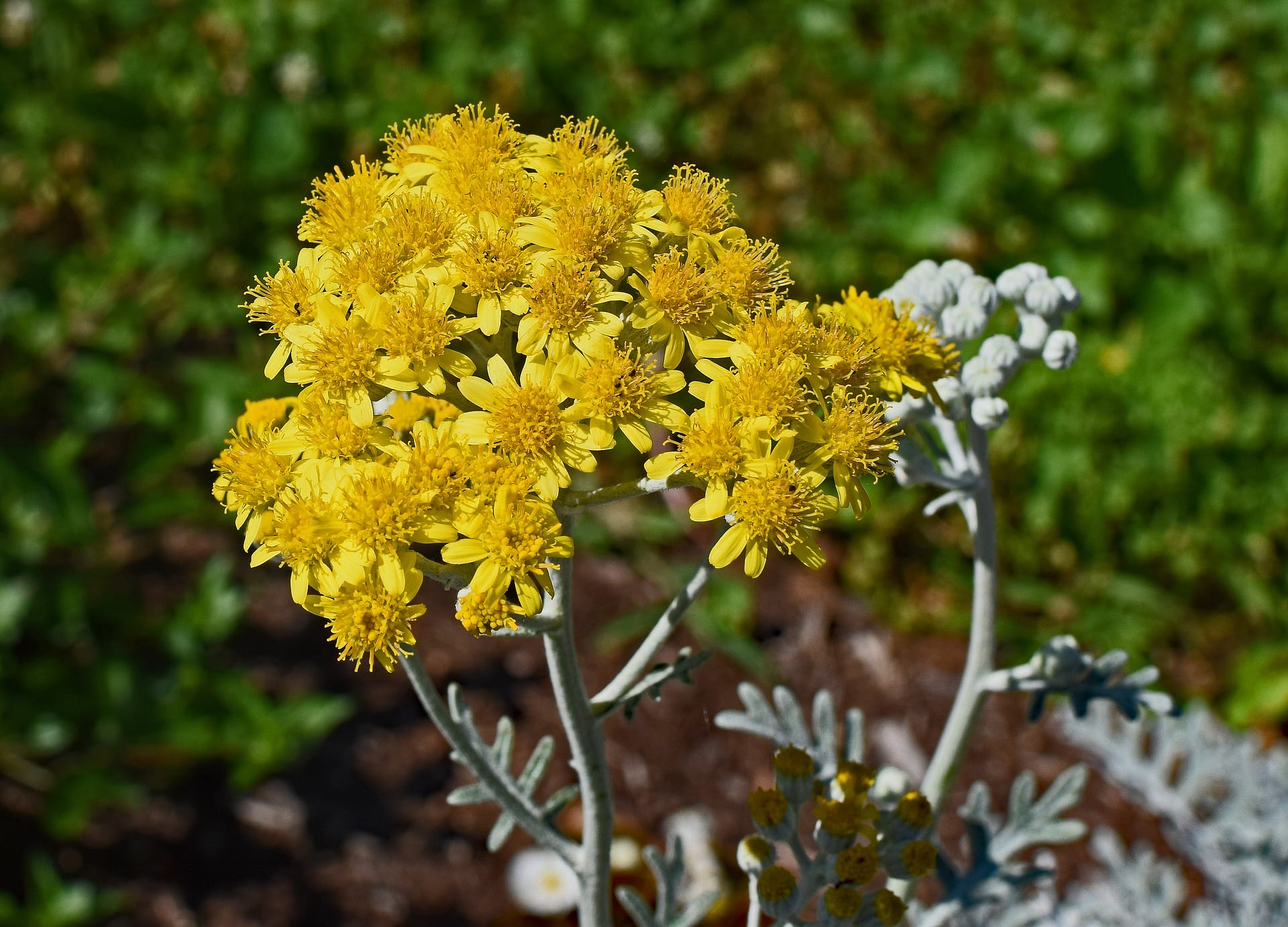 pianta della cineraria