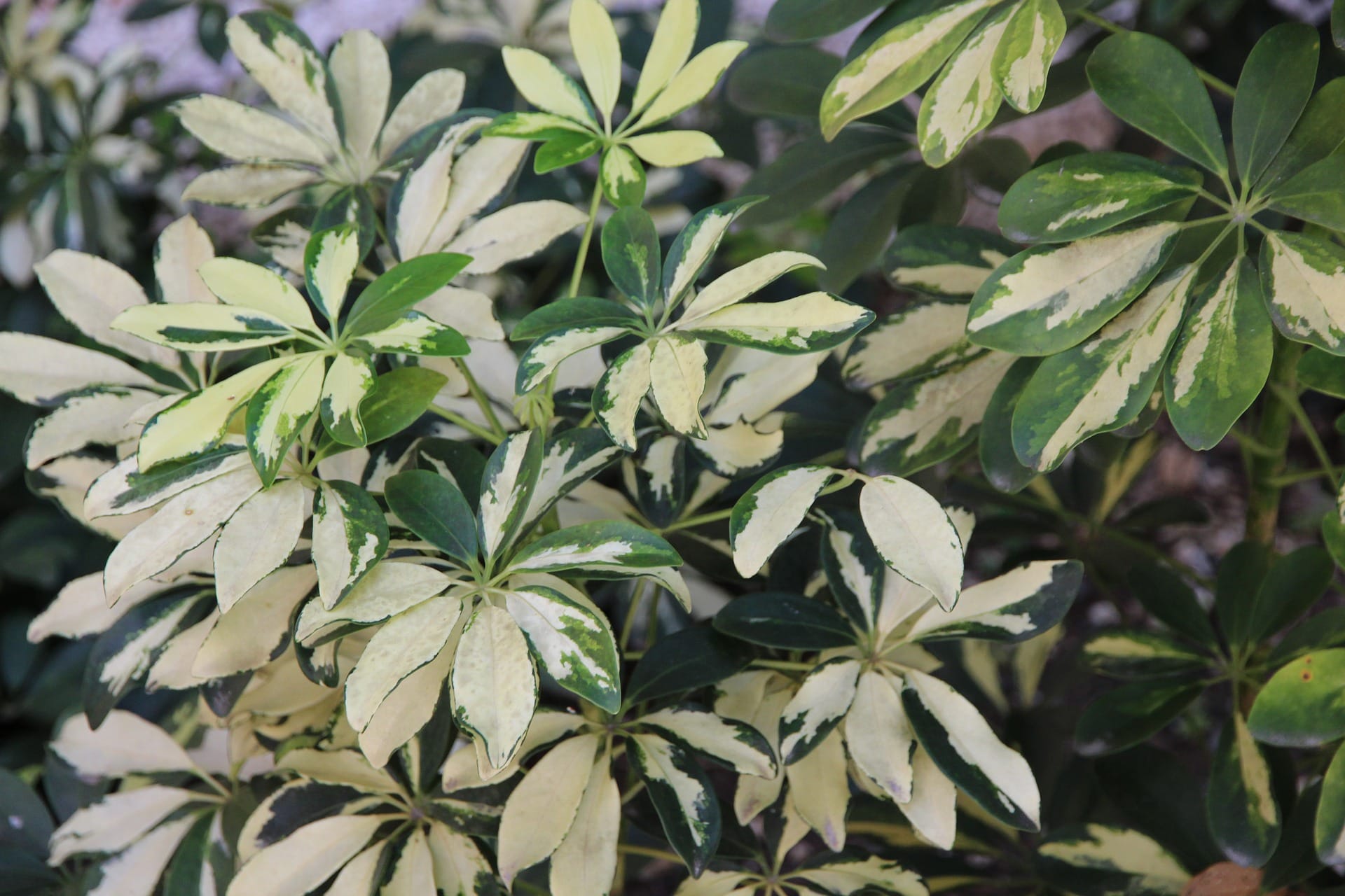 pianta Schefflera