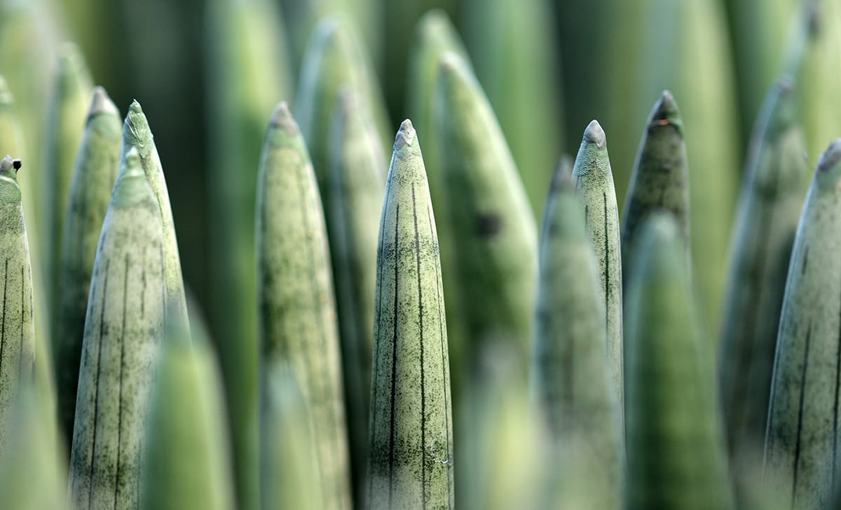 sansevieria