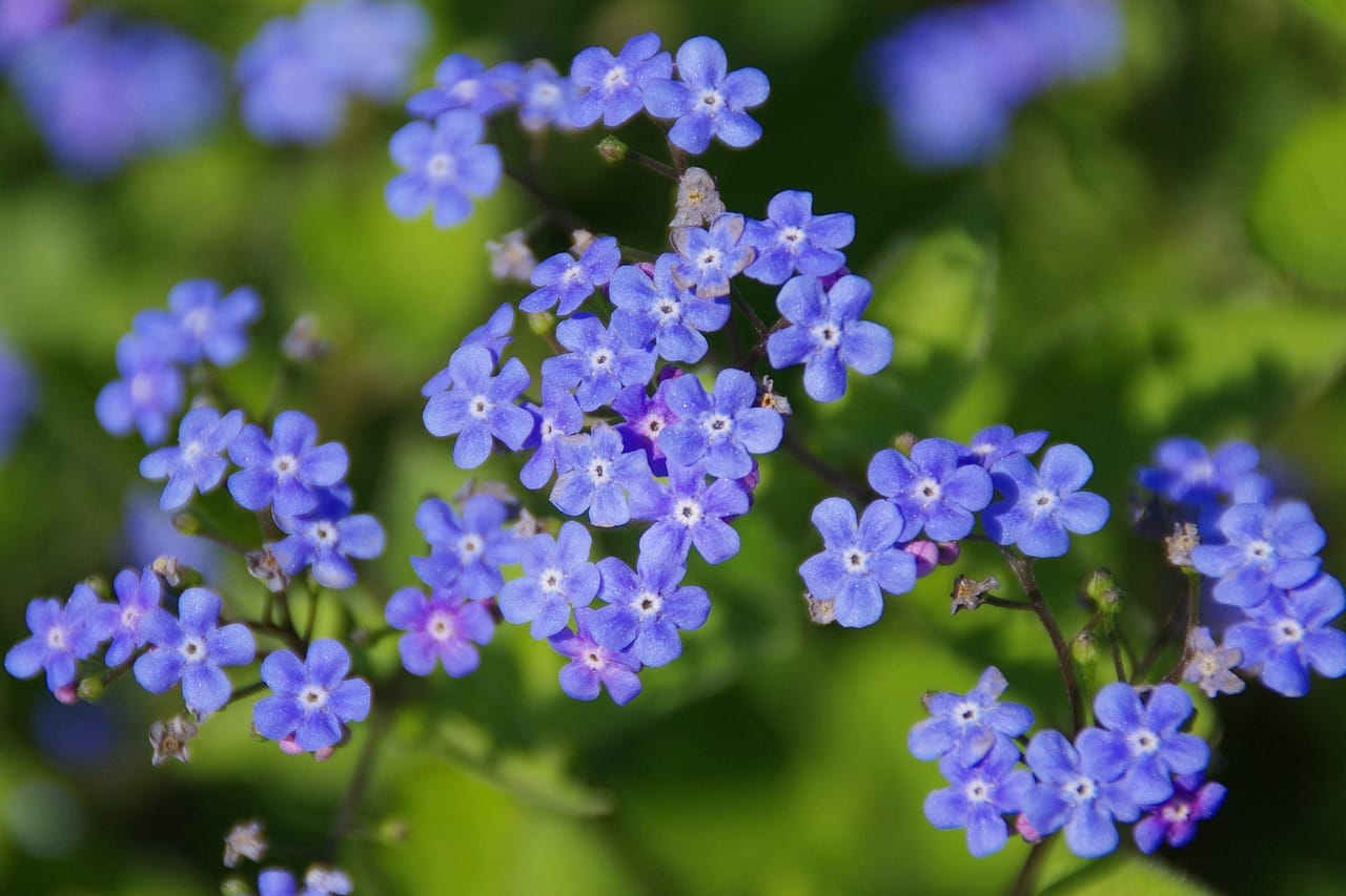 Myosotis