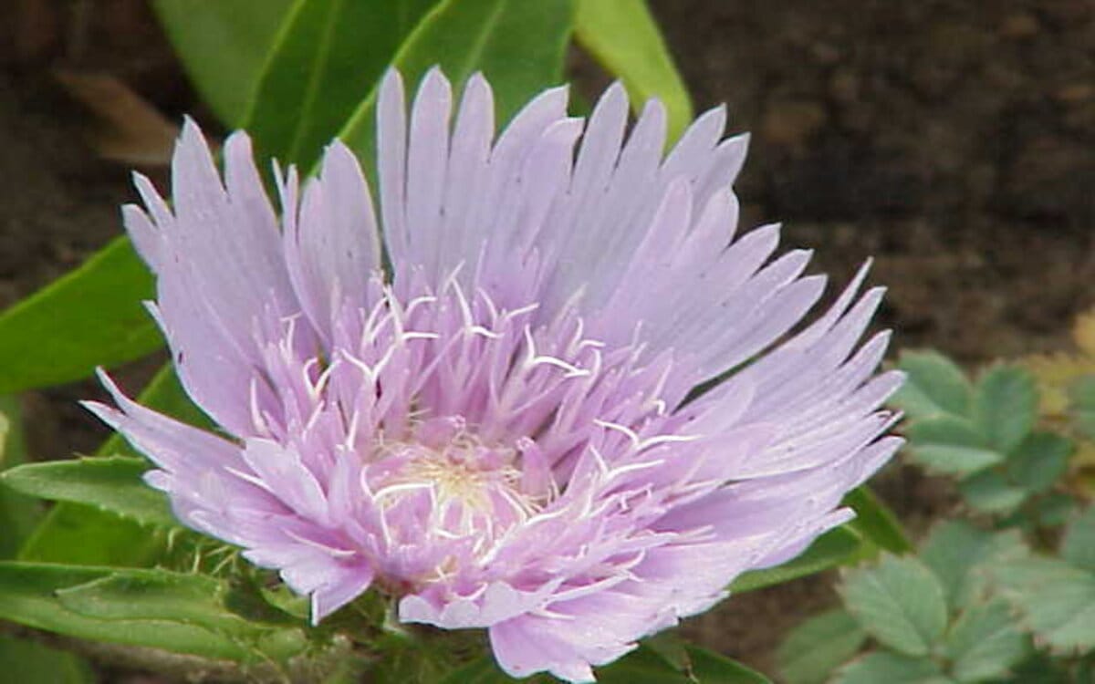 Stokesia laevis