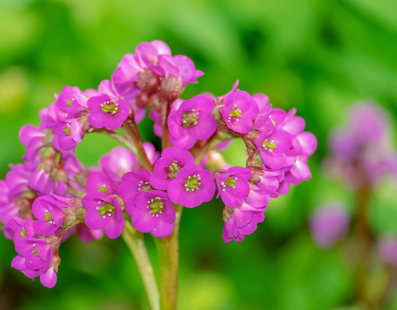 bergenia