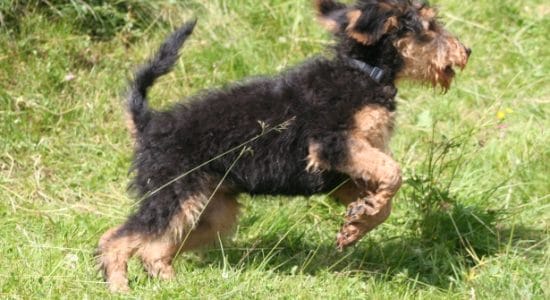 cane Airedale Terrier