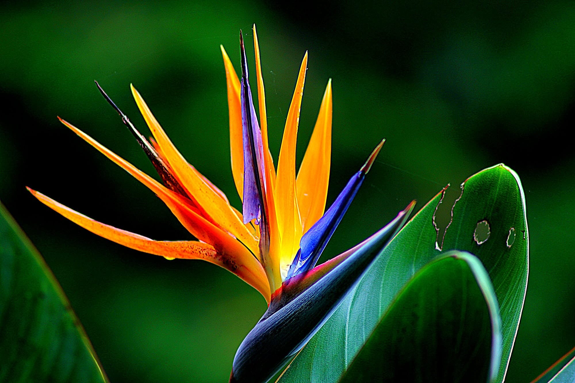fiore della Strelitzia
