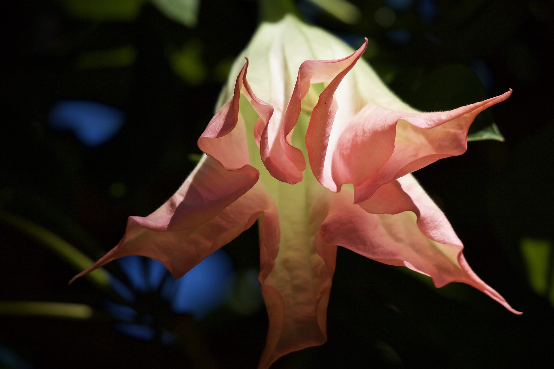 fiore tromba d'angelo