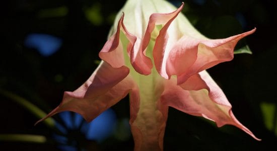 fiore tromba d'angelo