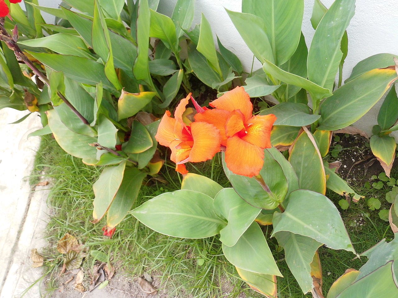 fiori di Canna indica