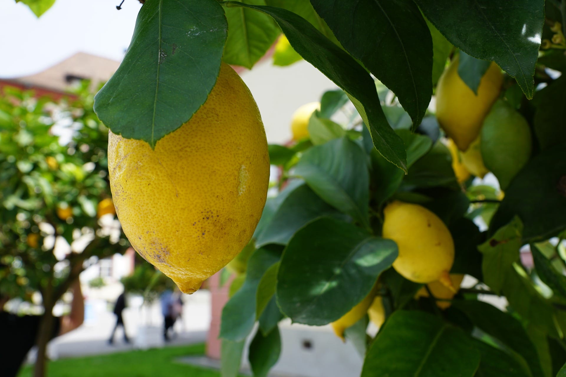 limone