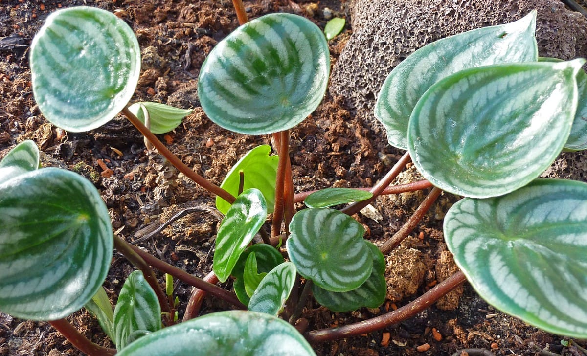 peperomia argyreia