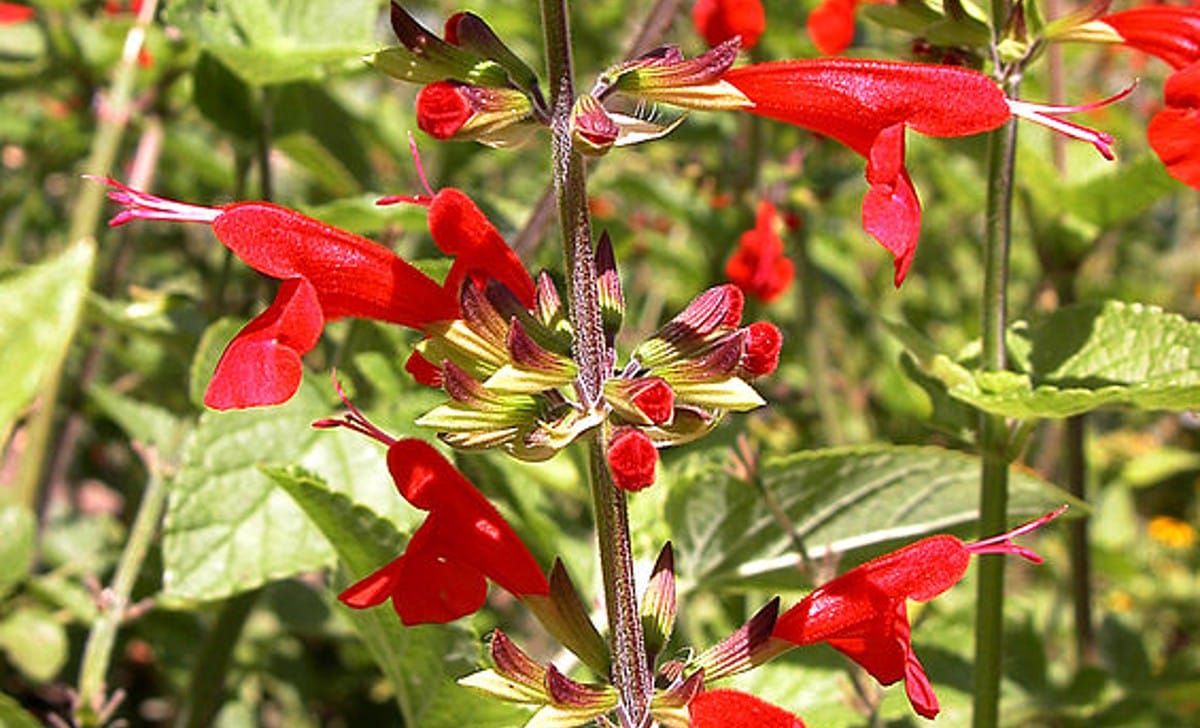 salvia coccinea