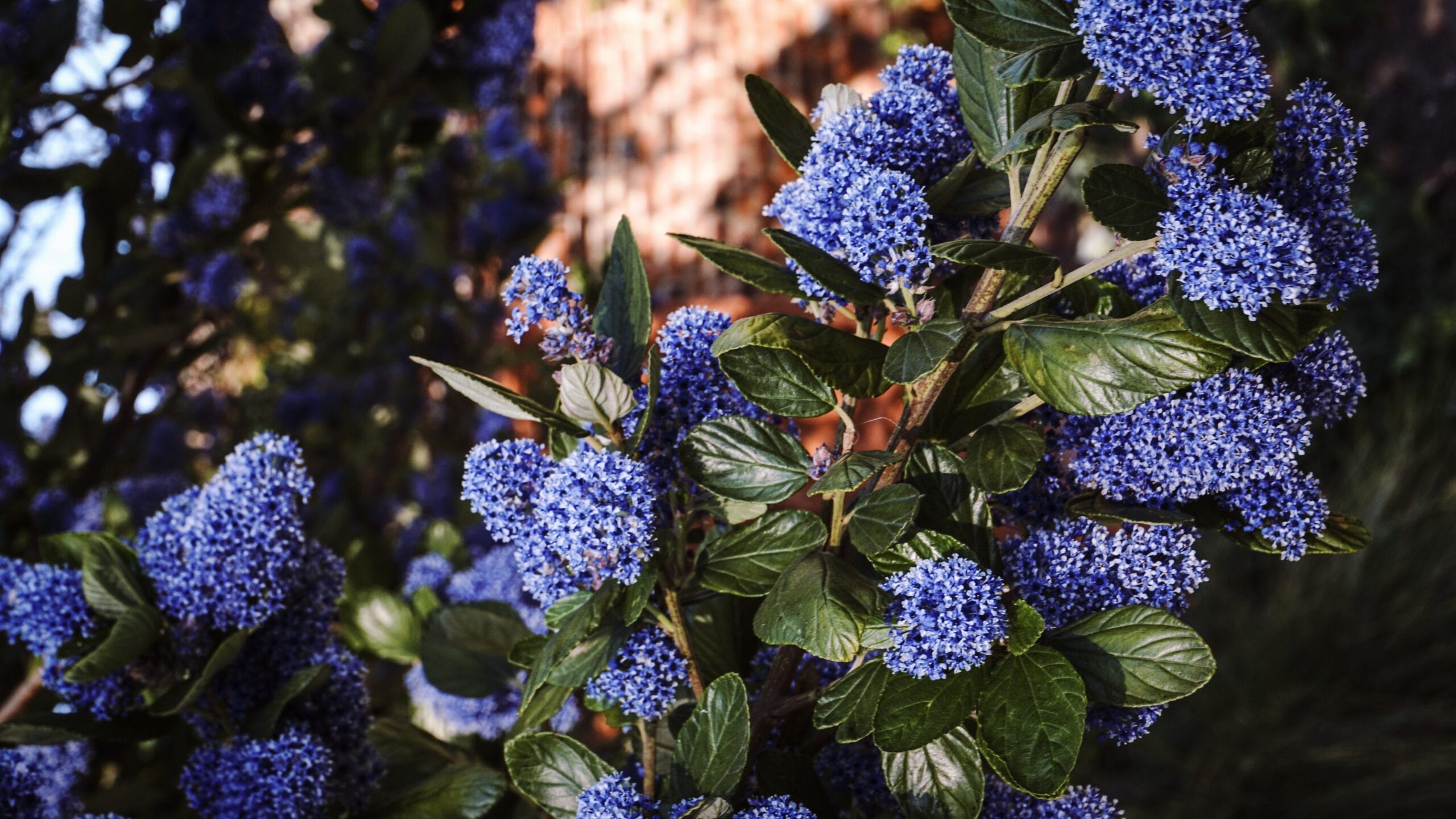 Ceanothus