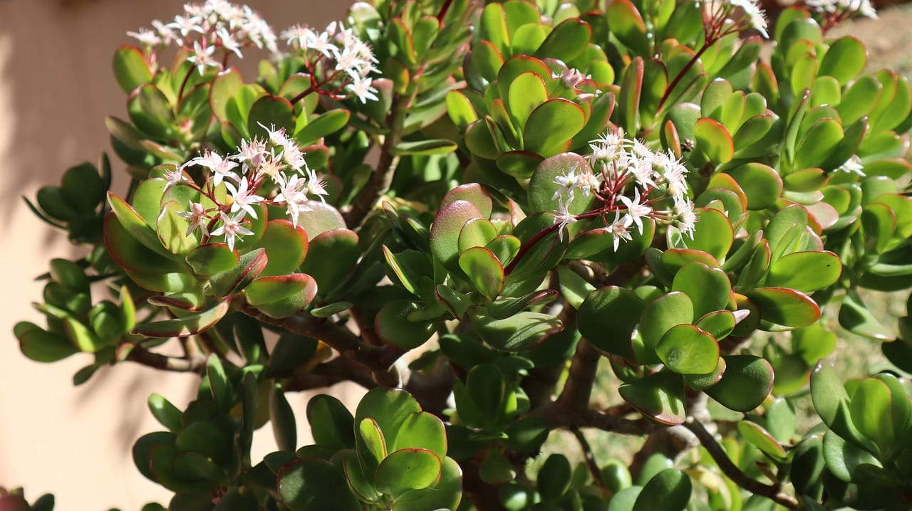 Crassula