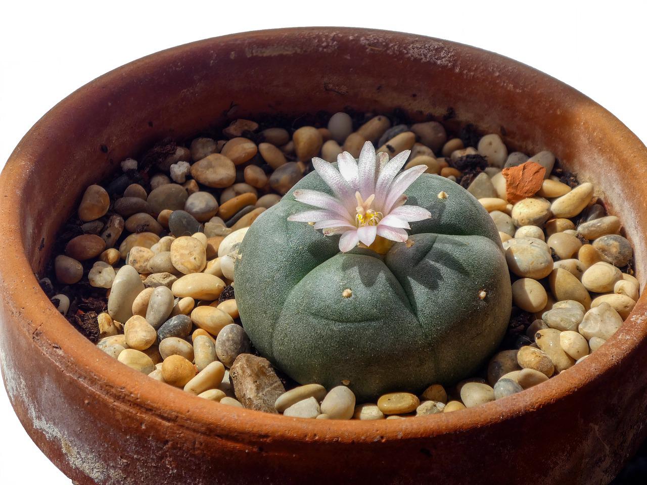 cactus Peyote