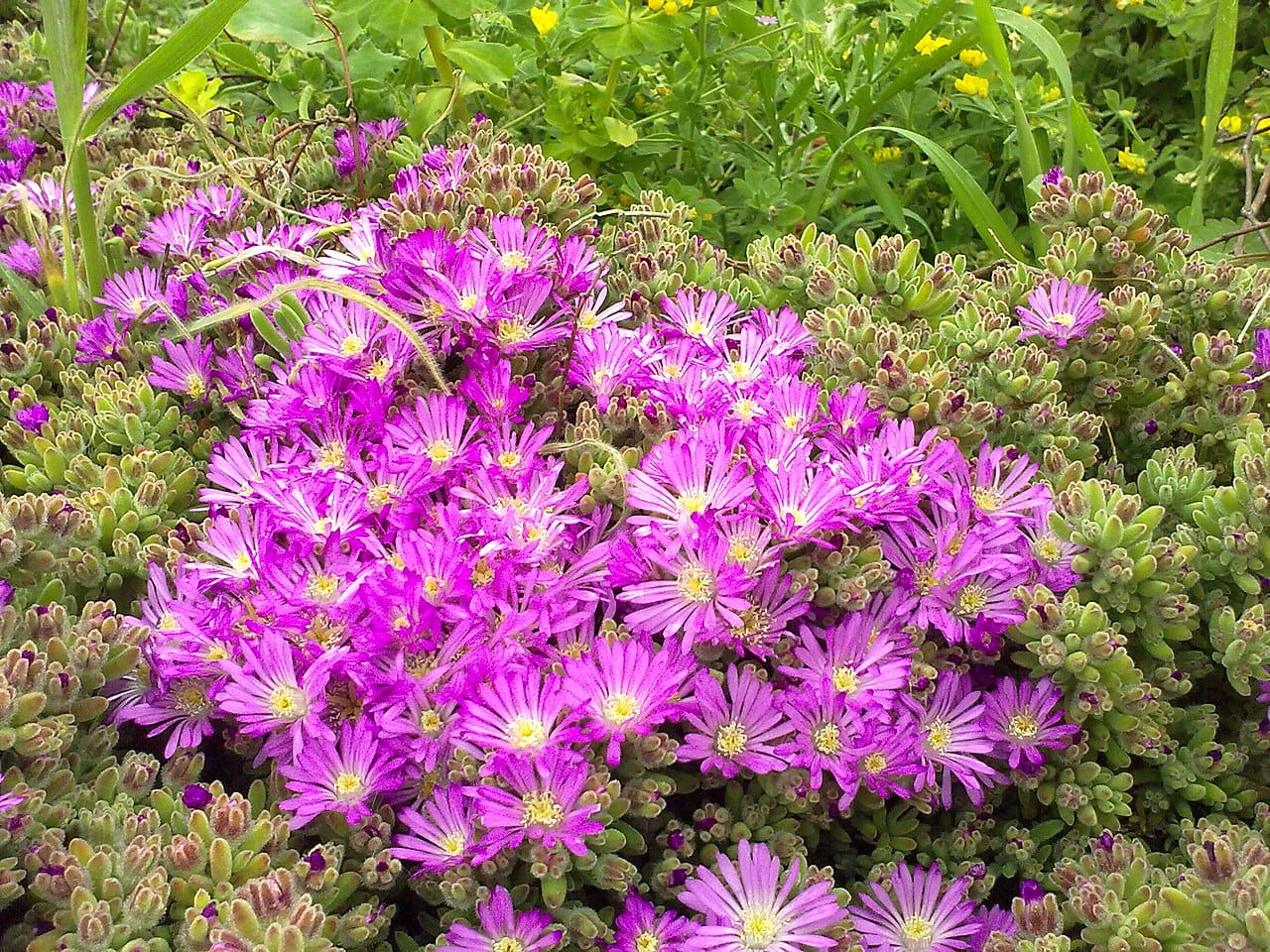drosanthemum