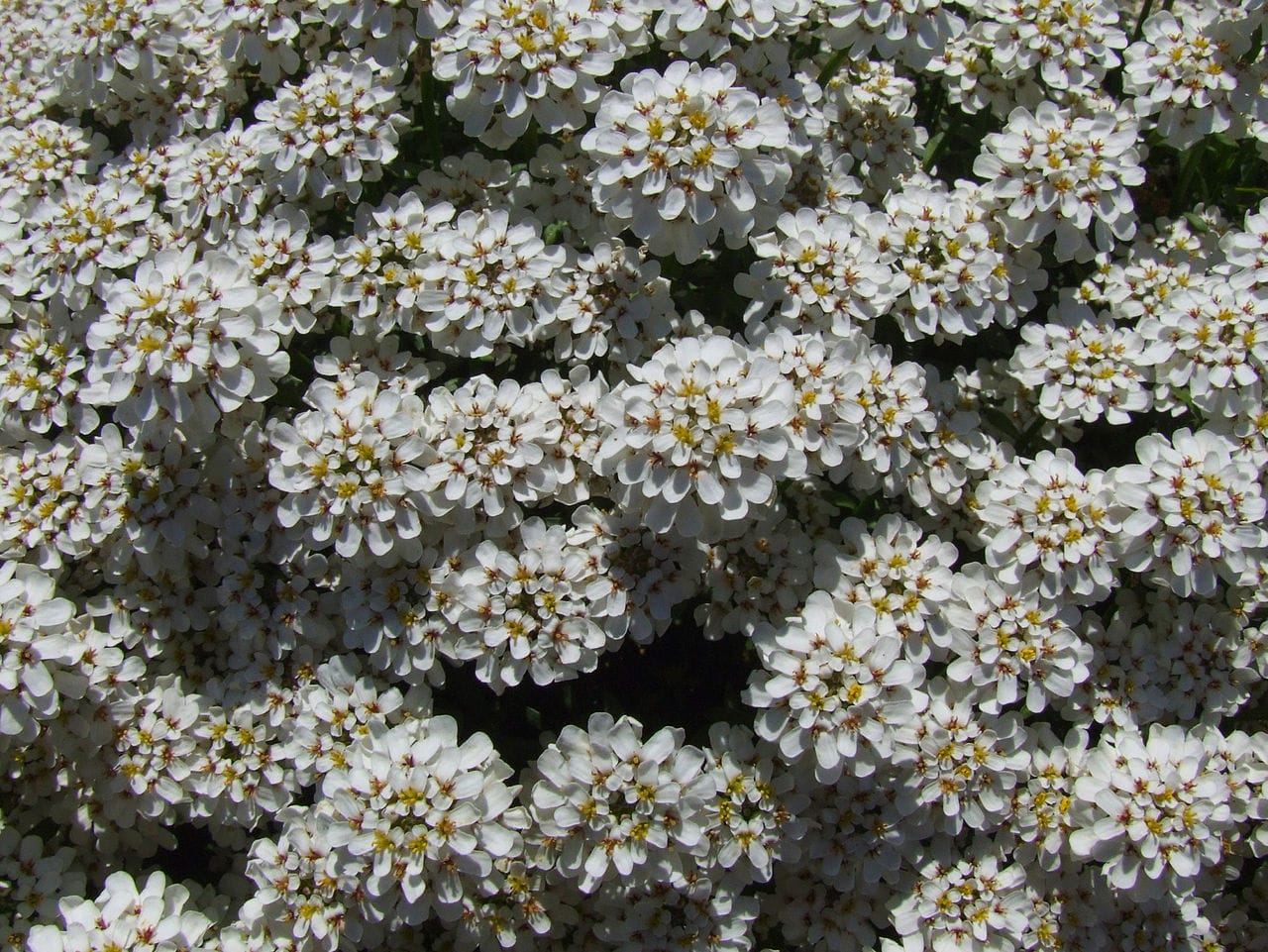 iberis sempervirens