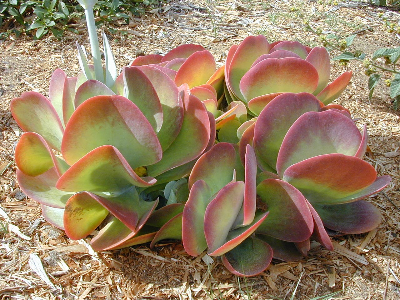 kalanchoe thyrsiflora