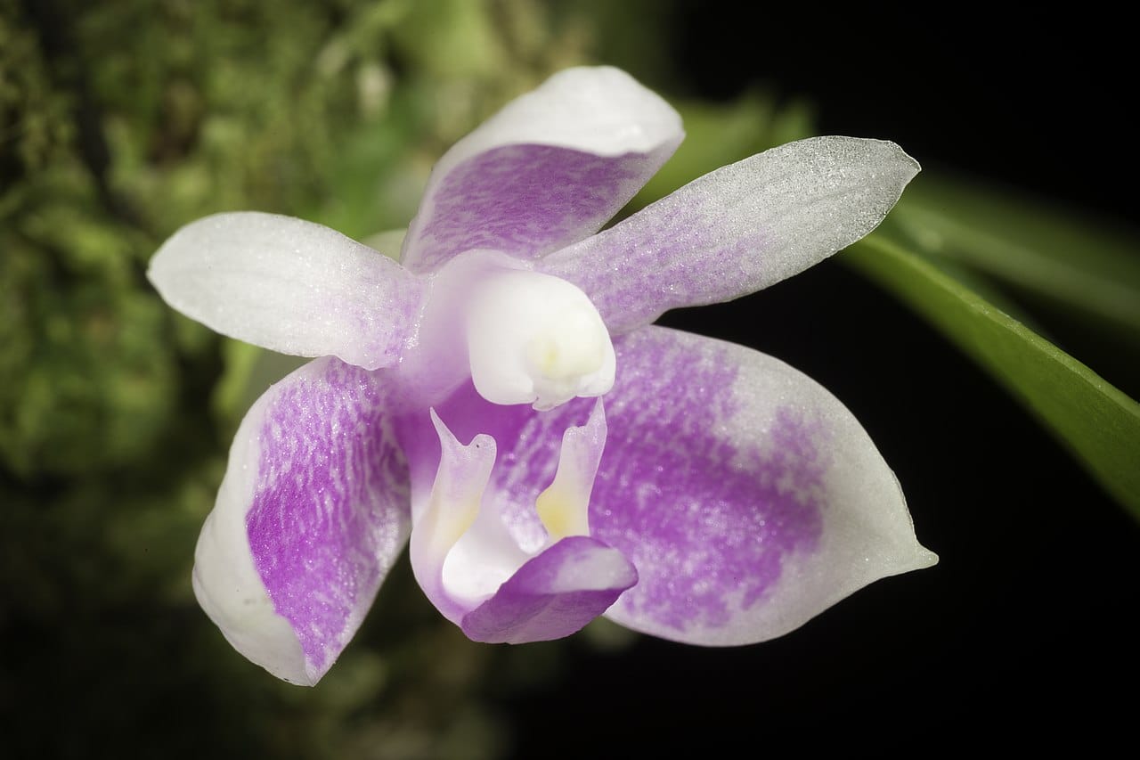 orchidee