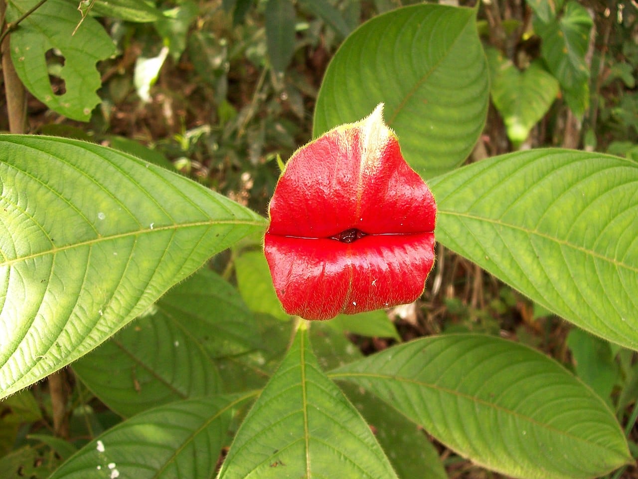 piante psychotria