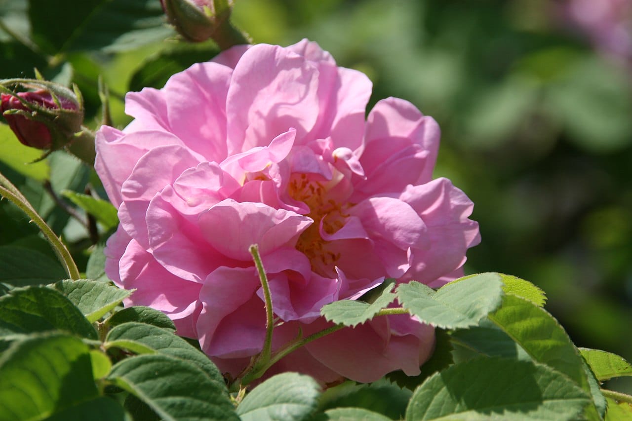 rosa damascena
