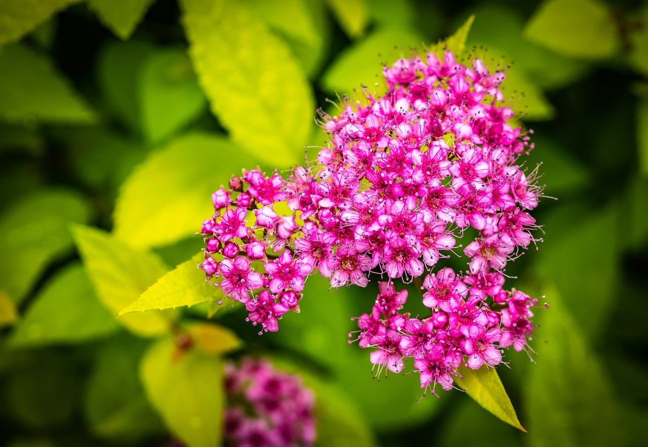 spirea del Giappone